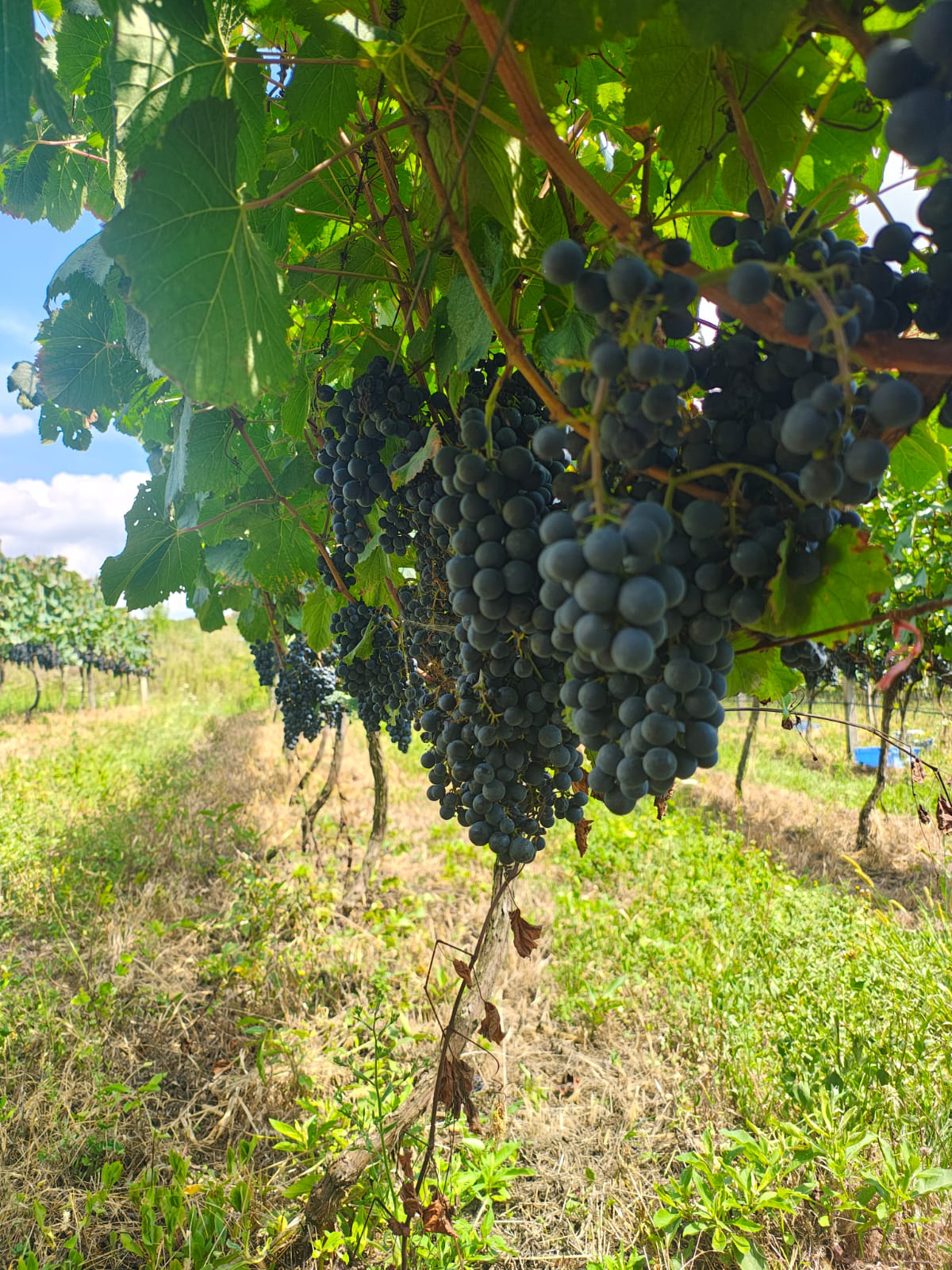 Foto da Vinícola Don Miguel