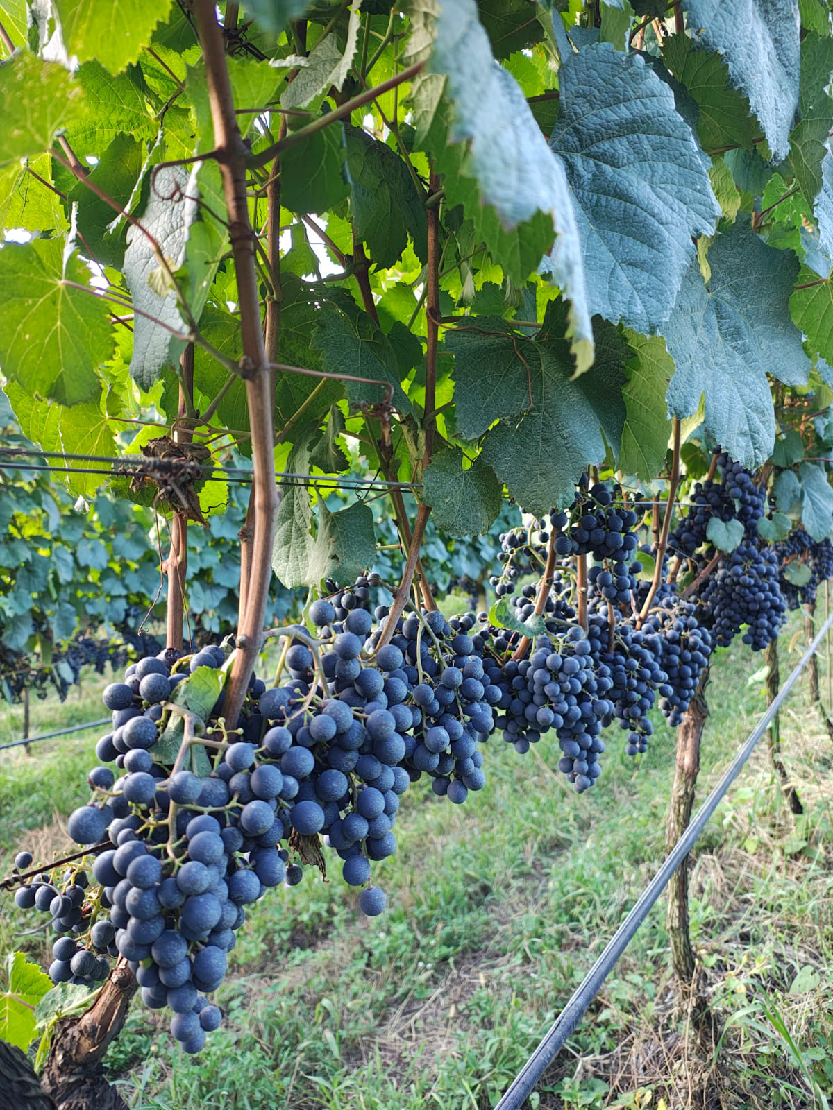 Foto da Vinícola Don Miguel