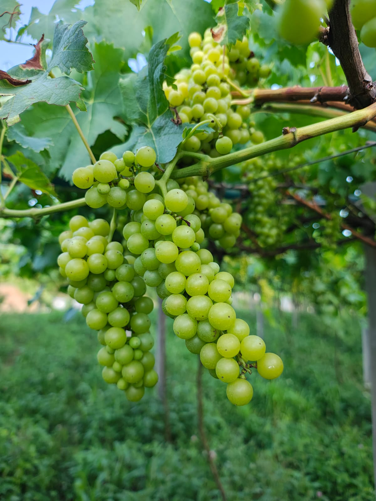 Foto da Vinícola Don Miguel