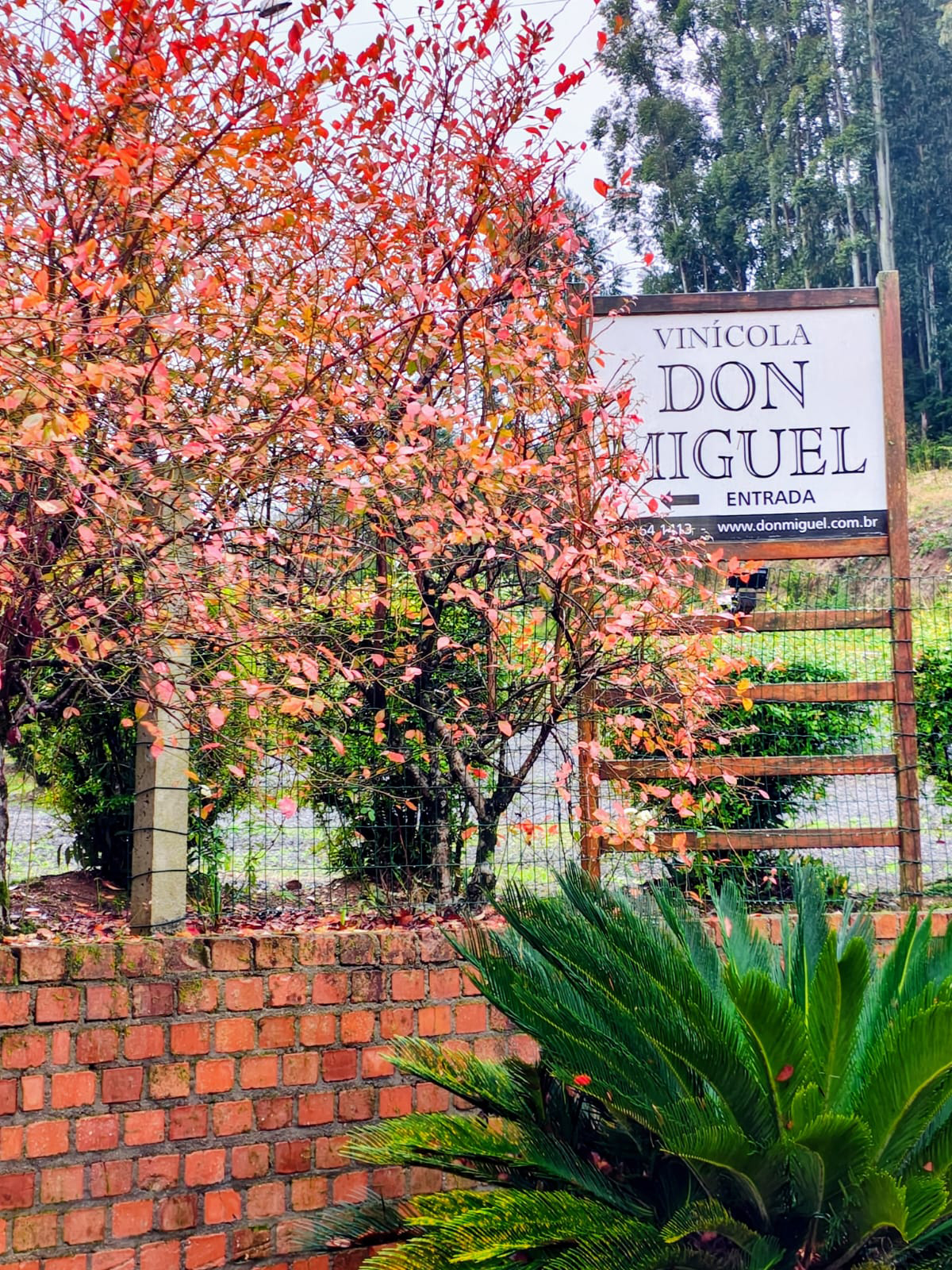 Foto da Vinícola Don Miguel
